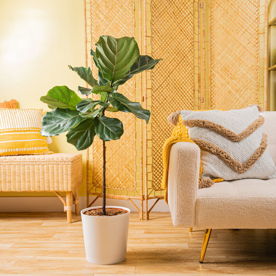 Large ficus lyrata standard in a white decor container, its set against a brightly-lit living space. 