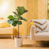 Large ficus lyrata standard in a white decor container, its set against a brightly-lit living space. 