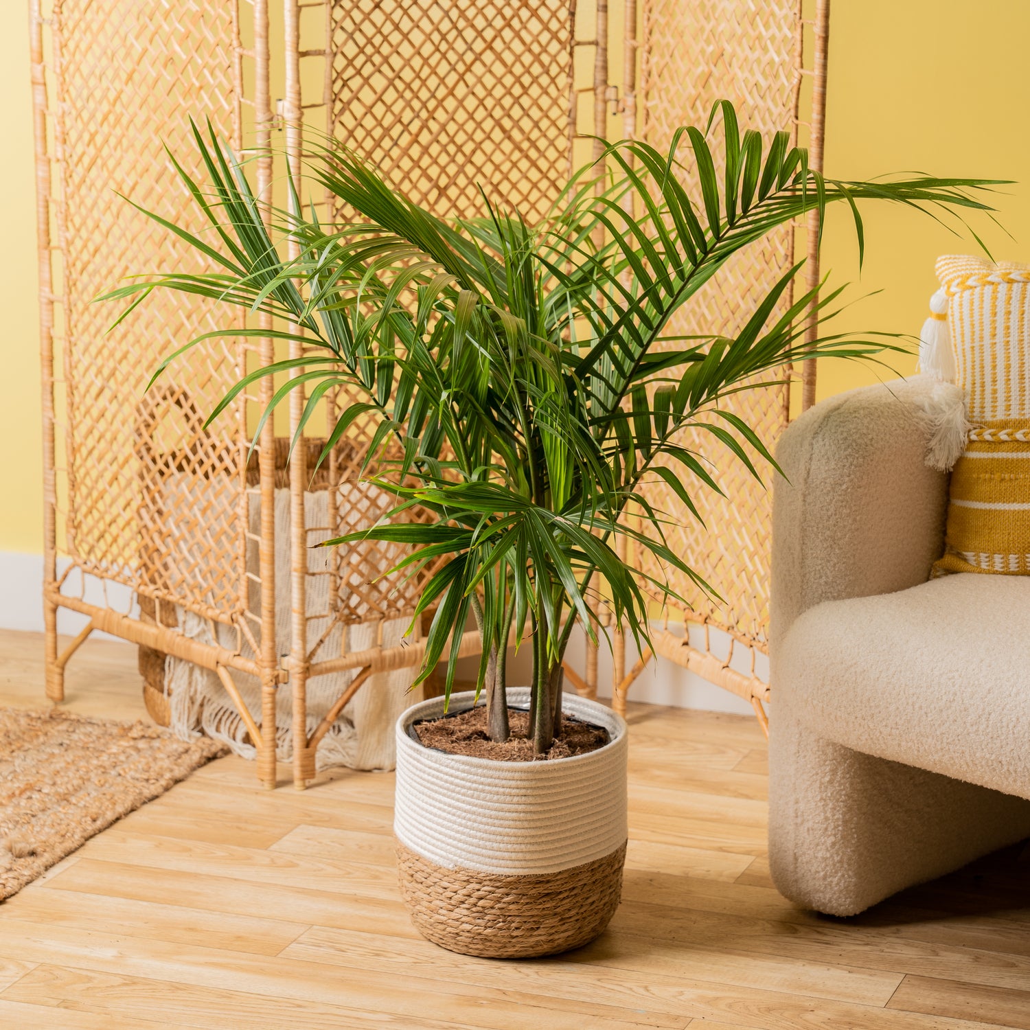 A Majesty Palm plant sits in a two-tone weave decor basket. 