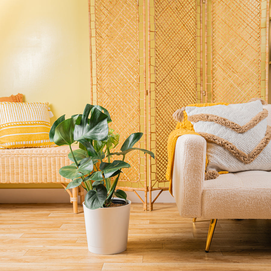 large monstera deliciosa plant in a white decor container, set against a well-decorated living space.