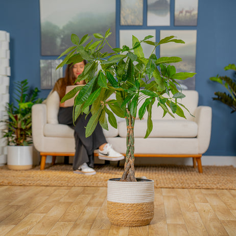 Money Tree | large