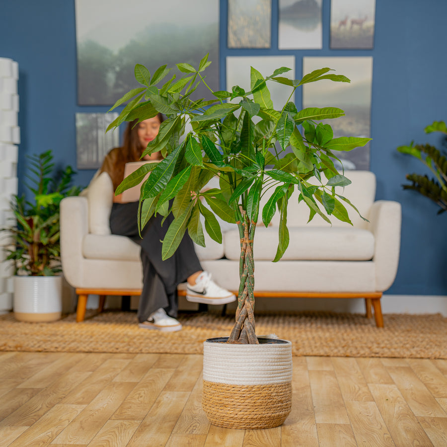 Money Tree | large