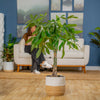 Money Tree | large