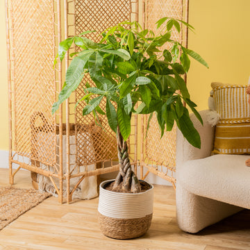 A large braided Money Tree plant in a two tone weave basket, set in a well-decorated living space. 