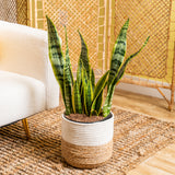 A large snake plant in a two tone weave basket, set against a living space backdrop. 