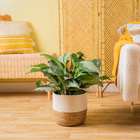 A Silver Bay Aglaonema plant is in a two-tone weave basket.