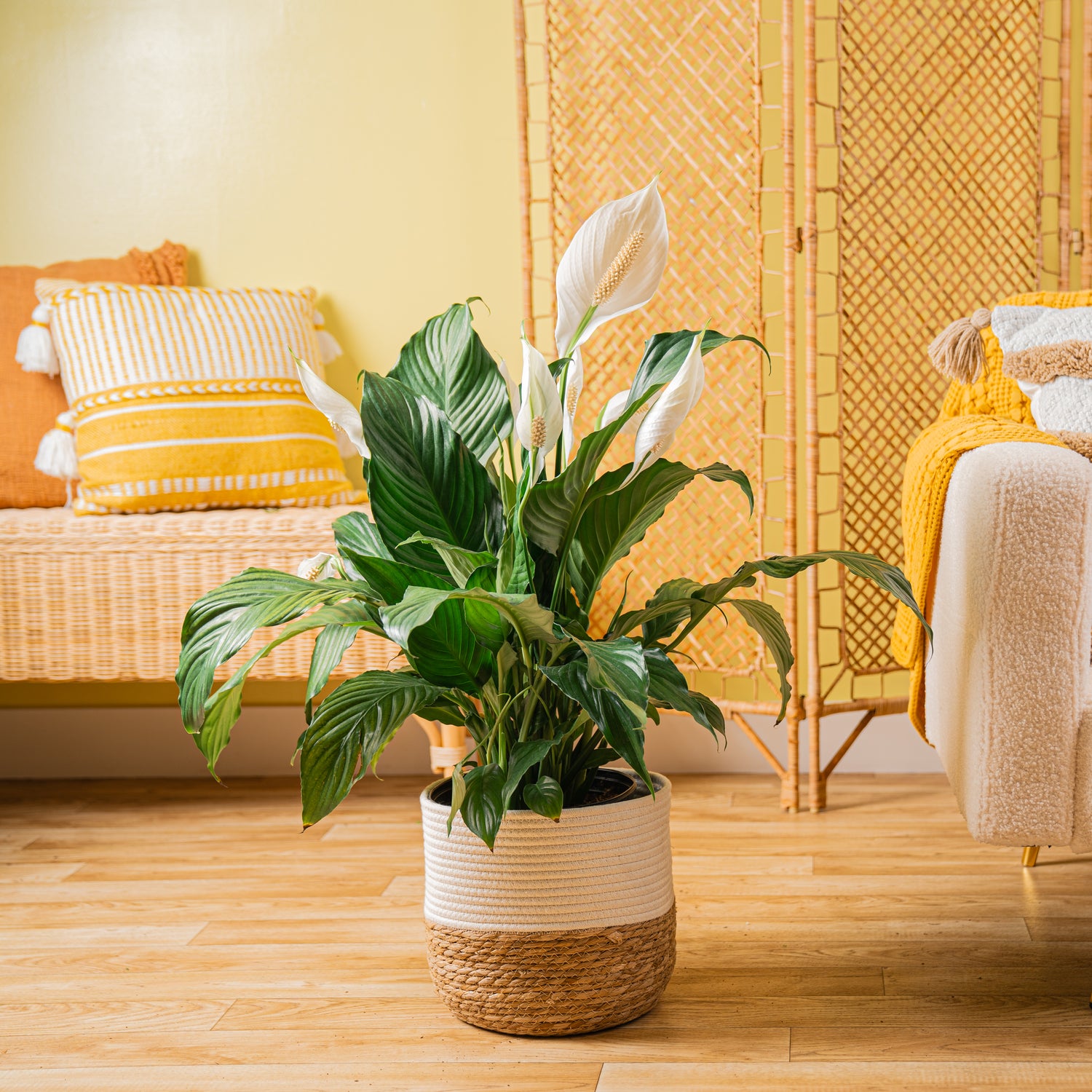 A large Peace Lily plant in a two tone weave basket. The setting is a well-decorated living space.