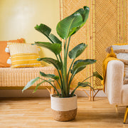 A large White Bird of Paradise plant in a two tone weave basket set in a well-decorated living room space. 