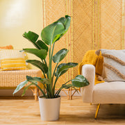 A large White Bird of Paradise plant in a white decor container set in a well-decorated living room space. 