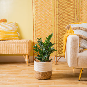 A large ZZ plant in a two tone weave basket, set against a well decorated living space. 