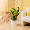 A ZZ plant in a lifestyle image. The plant is in a white cylinder pot next to a creamy white sofa chair and bamboo background. 