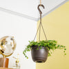 A Ficus String of Frogs plant hangs from a ceiling in a black hanging basket. 