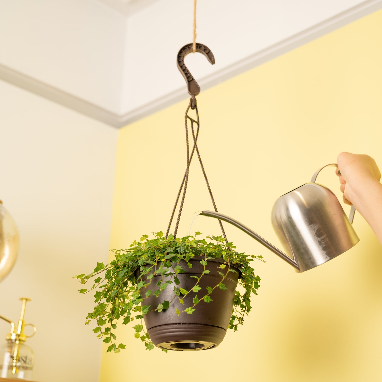 The Ficus String of Frogs plant hangs from the ceiling in a black grower's hanging basket. 