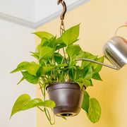 A Jessenia Pothos plants hangs from the ceiling as a hand extend out with a silver watering can. 