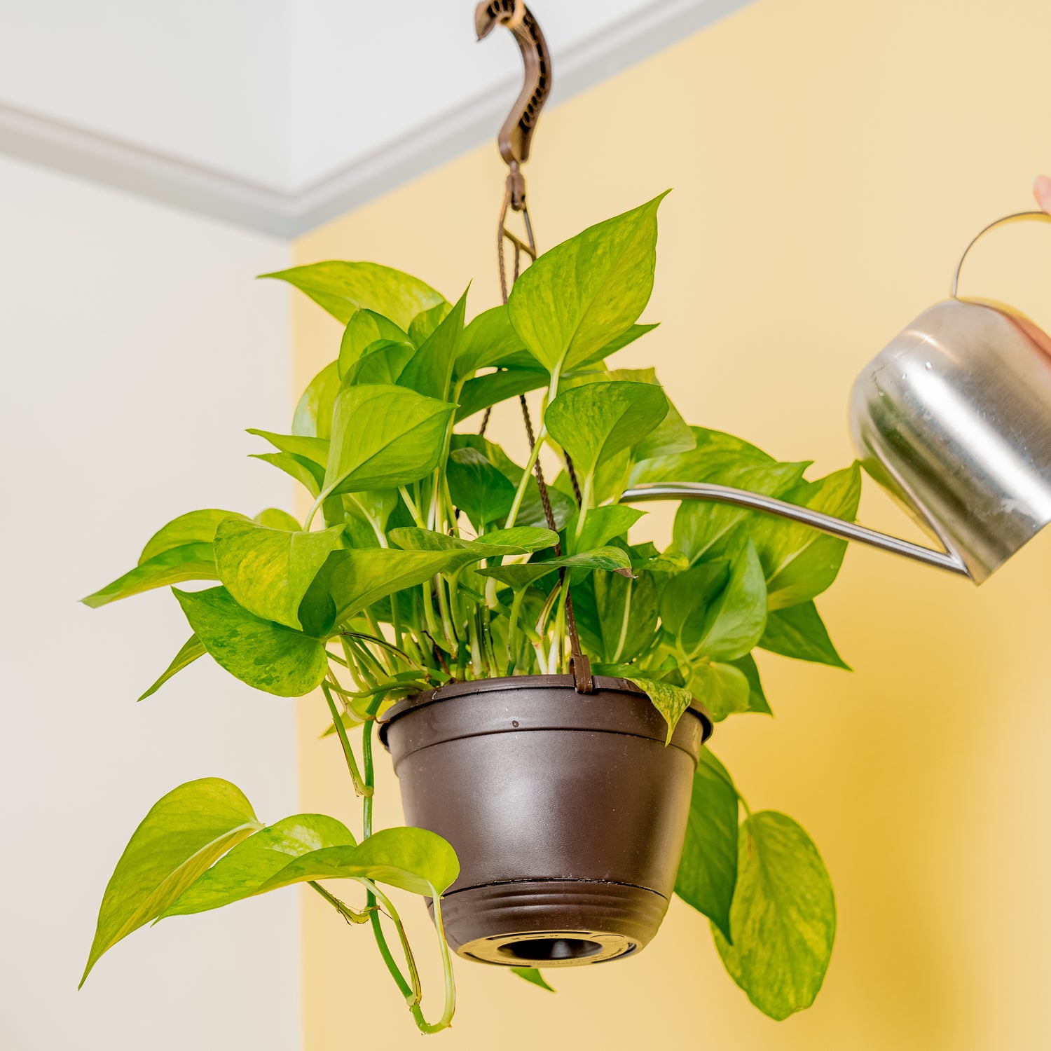 A Jessenia Pothos plants hangs from the ceiling as a hand extend out with a silver watering can. 