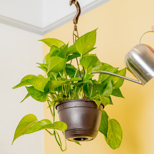 A Jessenia Pothos plants hangs from the ceiling as a hand extend out with a silver watering can. 
