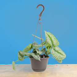 A 6.6in Scindapsus Exotica in a hanging grower's pot with a bright blue background. The plant has light green rounded foliage.
