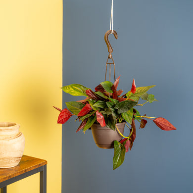 hanging plant red leaves Syngonium erythrophyllum