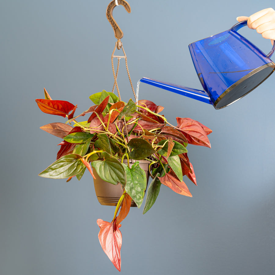 A 6.6in Syngonium Red Arrow plant in a hanging basket is being watered from a blue clear watering can. The backdrop is gray, and the plant has beautiful green and red pointed foliage. 