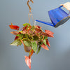 A 6.6in Syngonium Red Arrow plant in a hanging basket is being watered from a blue clear watering can. The backdrop is gray, and the plant has beautiful green and red pointed foliage. 