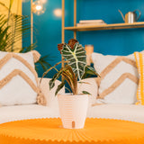 An alocasia polly plant sits on a bright orange coffee table. It is in a white self-watering container. 