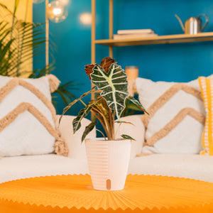 An alocasia polly plant sits on a bright orange coffee table. It is in a white self-watering container. 