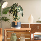 An alocasia polly plant sits on a light wooden table and is in a cute blue and white decor pot.