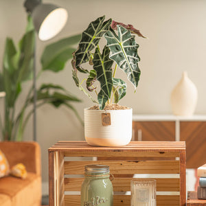 An alocasia polly plant sits on a light wooden table and is in a cute pink and white decor pot.