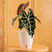 An alocasia polly plant sits on a light wooden table and is in a self-watering decor container.