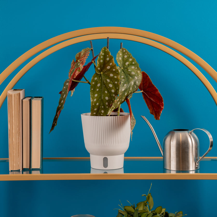 A medium 6in Begonia Maculata plant sits on a glass shelf with a silver watering can to its' right and a bright blue backdrop. The plant has unique large, skinny pointed leaves with white dots and red under the foliage. It is inside a white self-watering decor container. 