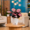 A calathea Pink Star plant sits on a light wooden table. The plant is in a white self-watering decor pot.