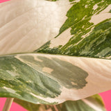 Closeup foliage of the Monstera Lechleriana plant. It boasts beautiful creamy white variegation on top of green foliage. 