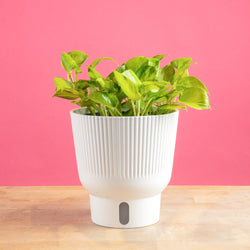 A Pothos Neon Joy plant rests on a light wooden table with a bright pink backdrop. The plant is inside a white self-watering decor pot. The foliage is a bright neon green color with splashes of dark green. 