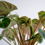 A closeup image of the Verrucosum foliage.