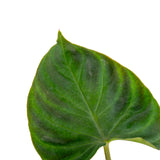 Philodendron verrucosum Incensi | medium