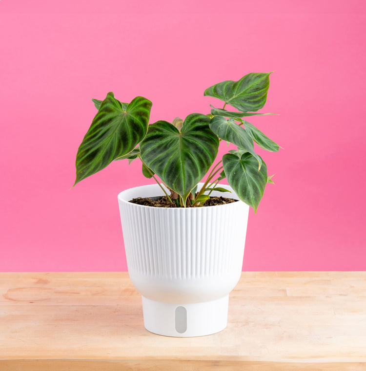 A Philodendron Verrucosum Incensi plant sits on a light wooden table with a bright pink backdrop. The table is a light wooden table and the plant is in a white self-watering container. The leaves are rounded and then pointed at the end, and have a dark green velvety color and texture. 