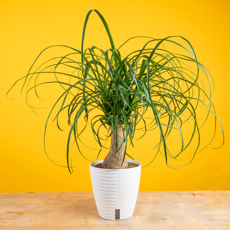 A medium sized Ponytail Palm plant in two tone cream and white ceramic planter set against a bright yellow backdrop and light wood table. 