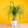 A medium sized Ponytail Palm plant in two tone cream and white ceramic planter set against a bright yellow backdrop and light wood table. 