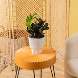 A Raven ZZ plant is in a living room setting and sits on a round bright yellow coffee table. 