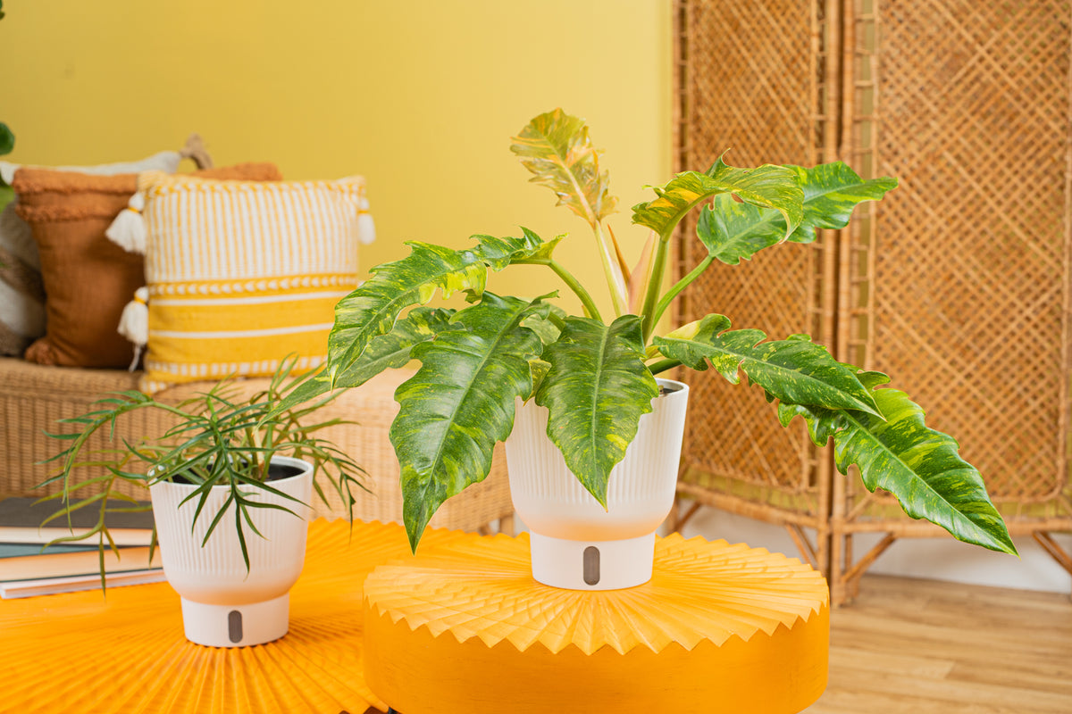 Easy-Care Plants for Everyone