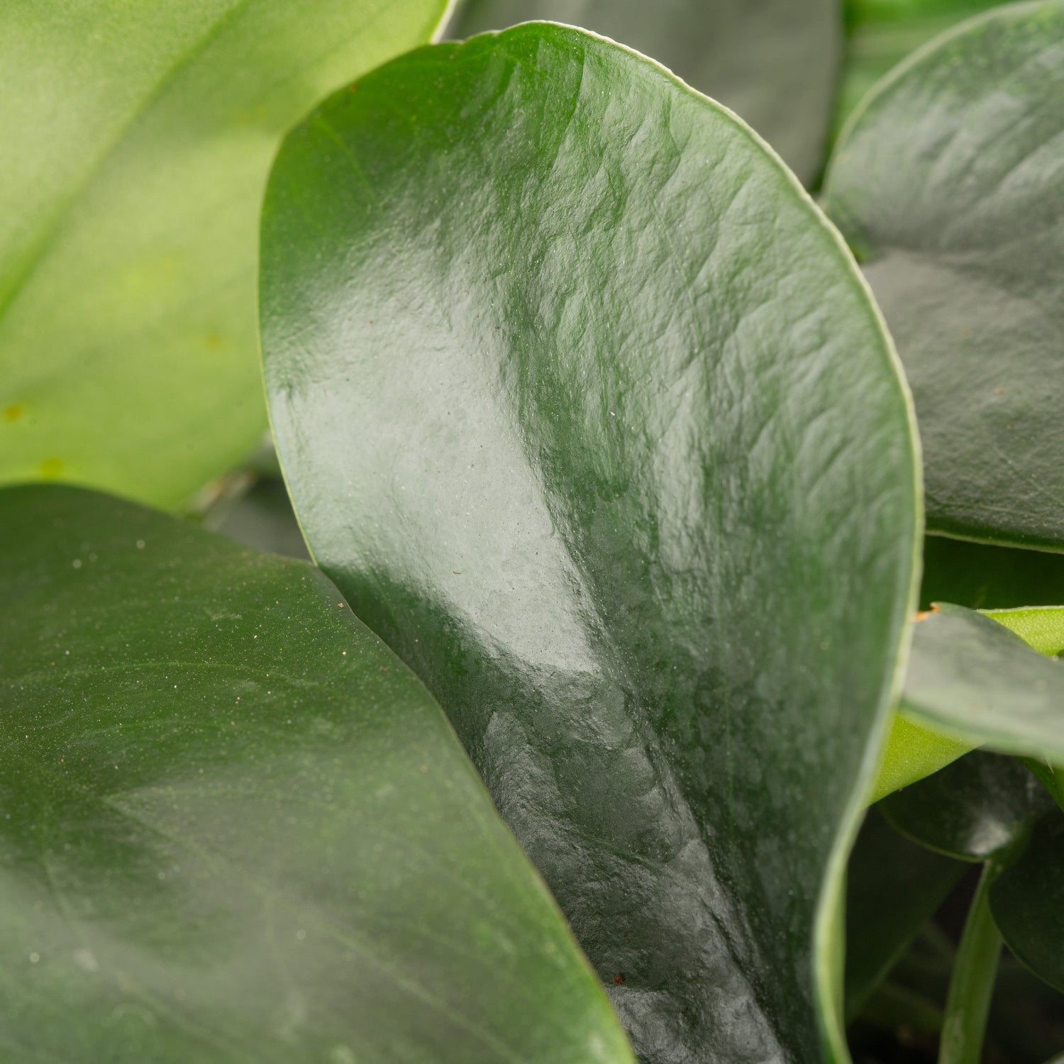 A closeup foliage image of the Black Mamba.