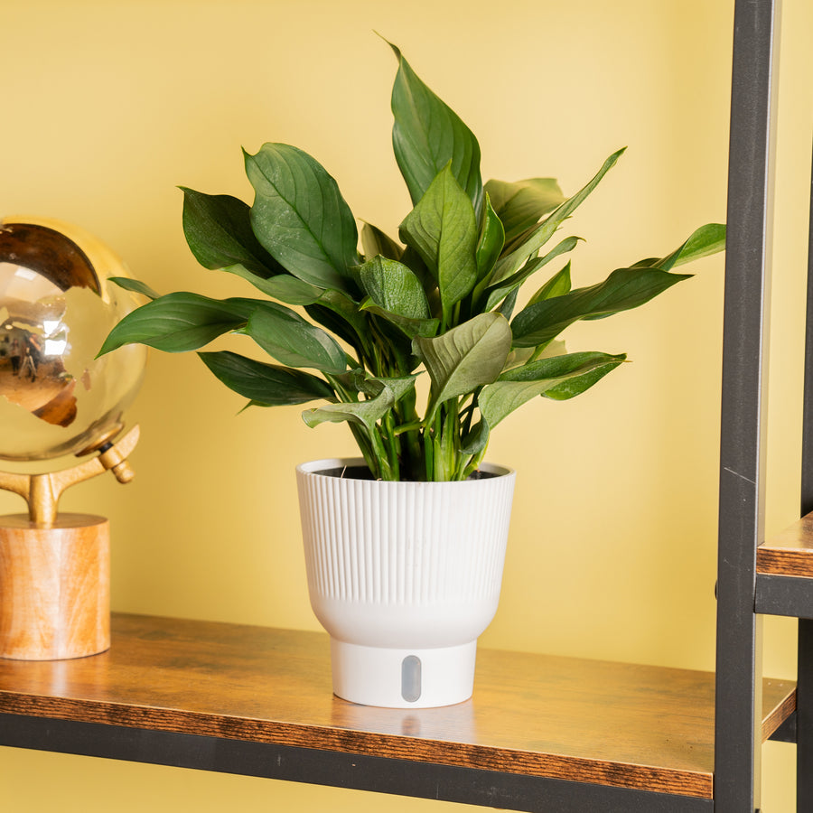 A Scindapsus Perakensis plant sits on a dark-wood shelf with a glass globe to its' left. The plant boasts beautiful green foliage and a bright yellow backdrop. 
