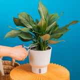 A Scindapsus Perakensis plant sits on a small yellow coffee table. A hand extends out with a pair of scissors to trim the foliage. The backdrop is a bright blue wall. 