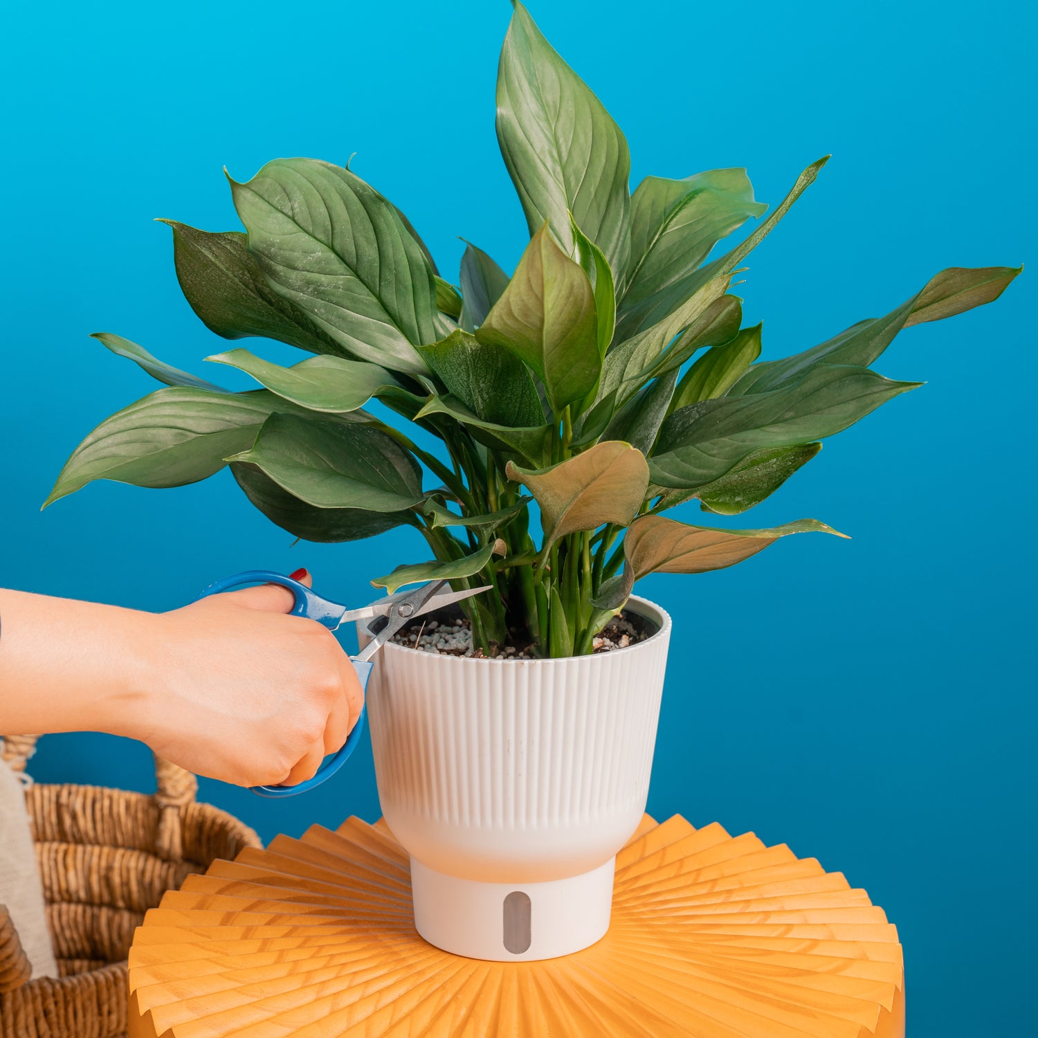 A Scindapsus Perakensis plant sits on a small yellow coffee table. A hand extends out with a pair of scissors to trim the foliage. The backdrop is a bright blue wall. 