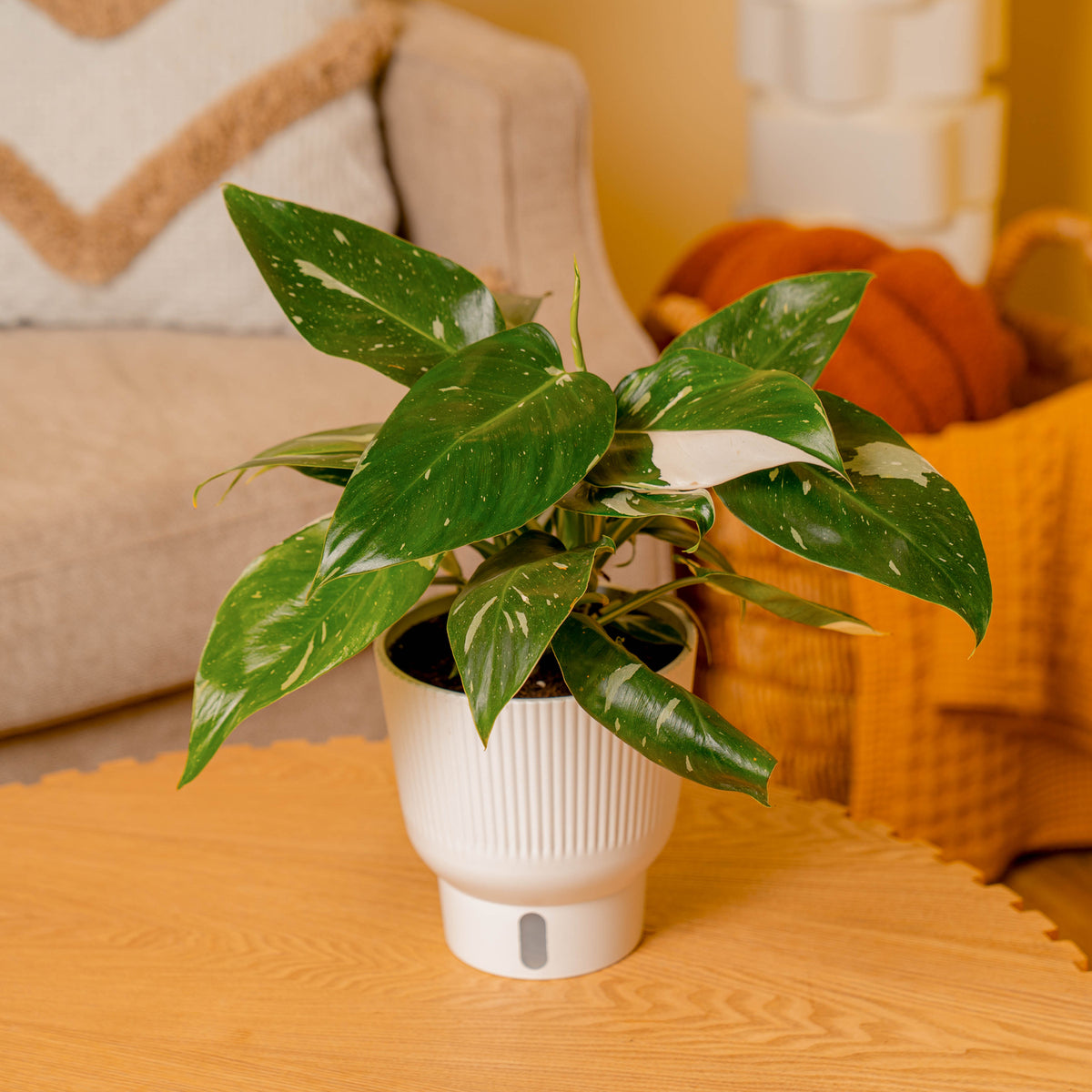 Variegated Beauties You'll Love