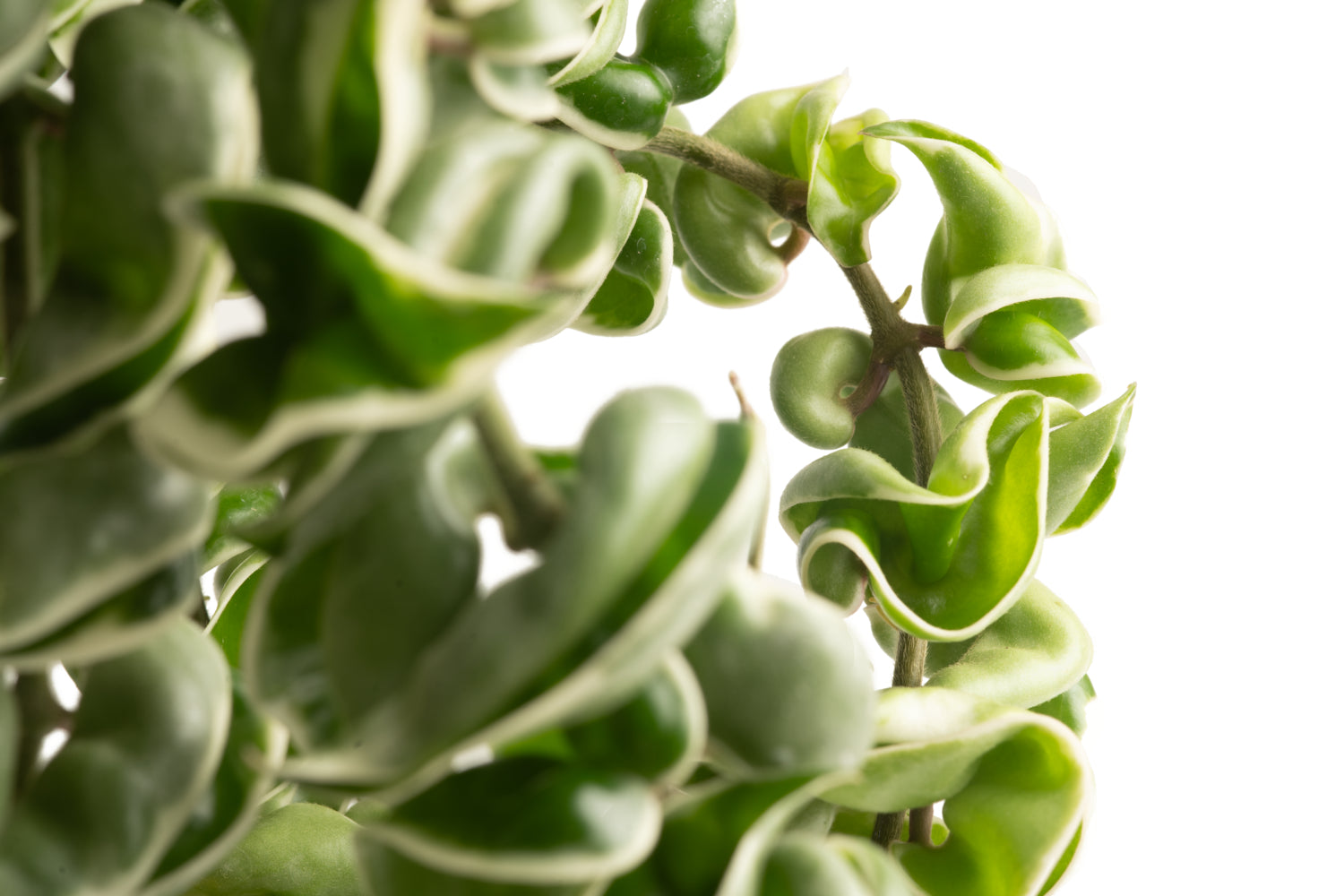 A close-up image of the Variegated Rope Hoya plant foliage. 