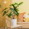 A large Alocasia Jacklyn plant sits on a light wood ratan chair, in a beautifully decorated living room space. The plant has large emerald-green leaves with various pointed arrow-like shapes. It is inside a white fluted container.