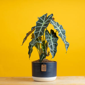 alocasia polly plant in a navy blue and white two tone pot. the plant is set against a bright yellow background