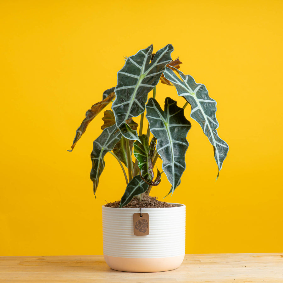 alocasia polly in a two tone colored pot that is cream and apricot colors. the plant is set against a bright yellow background