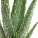 A closeup image of the aloe plant. 